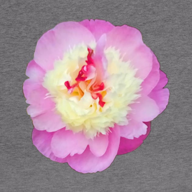 Pretty Pink Peony - Pink Background by ArtistsQuest